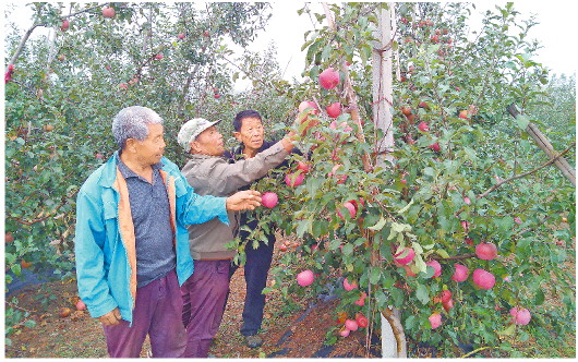 一個“非主流”産區的蘋果故事