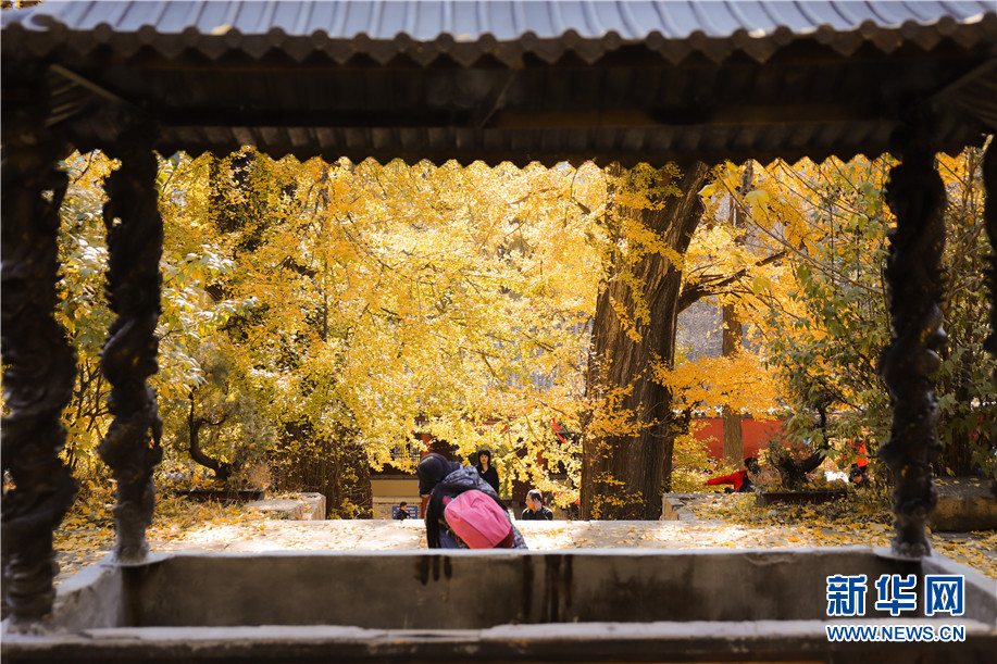 泰山玉泉寺千年銀杏落葉 宛若黃金童話世界