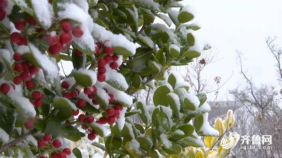 組圖：看山東“雪窩子”的模樣！雪後的威海美得讓人沉醉