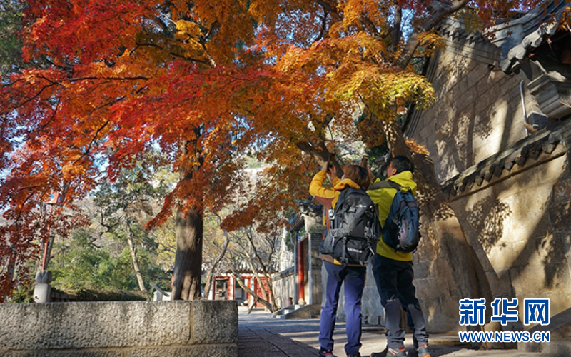 青島嶗山太清宮：古樹爭艷 色彩斑駁