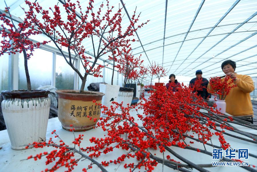 山東即墨：北美冬青 寒冬俏銷