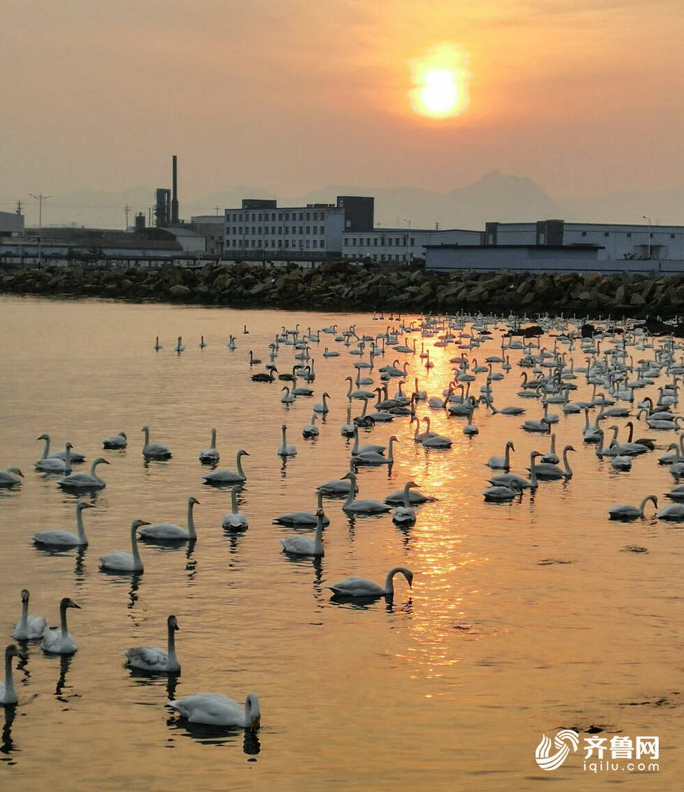 “Hi，來自西伯利亞的客人！” 威海榮成這些地方不容錯過