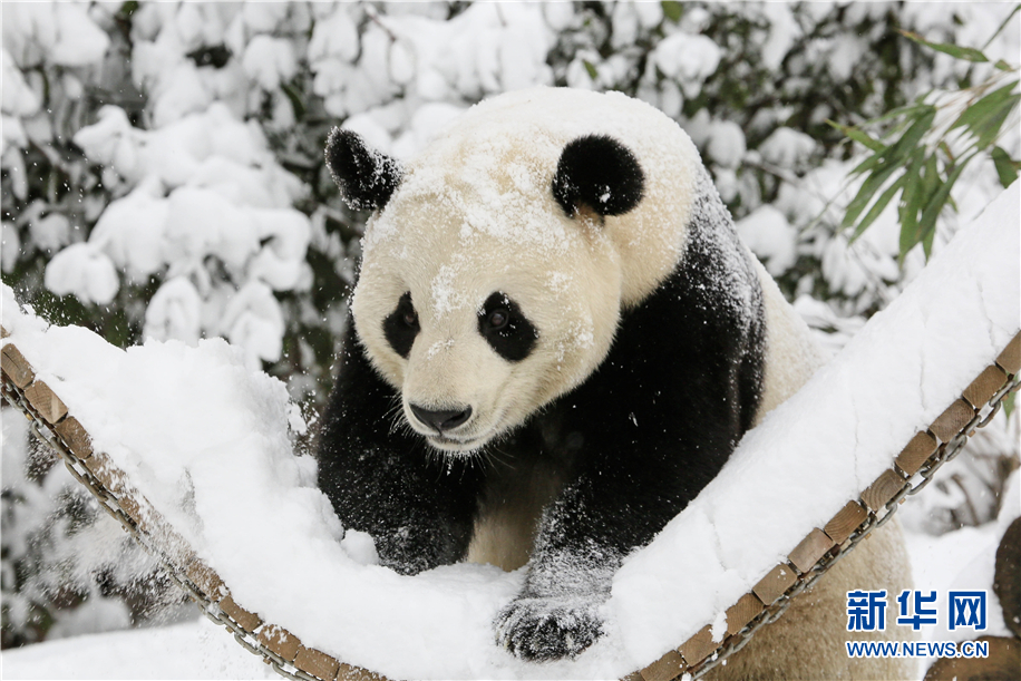 動物園裏下雪啦！