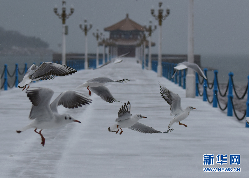 山東青島：瑞雪紛紛伴鷗飛