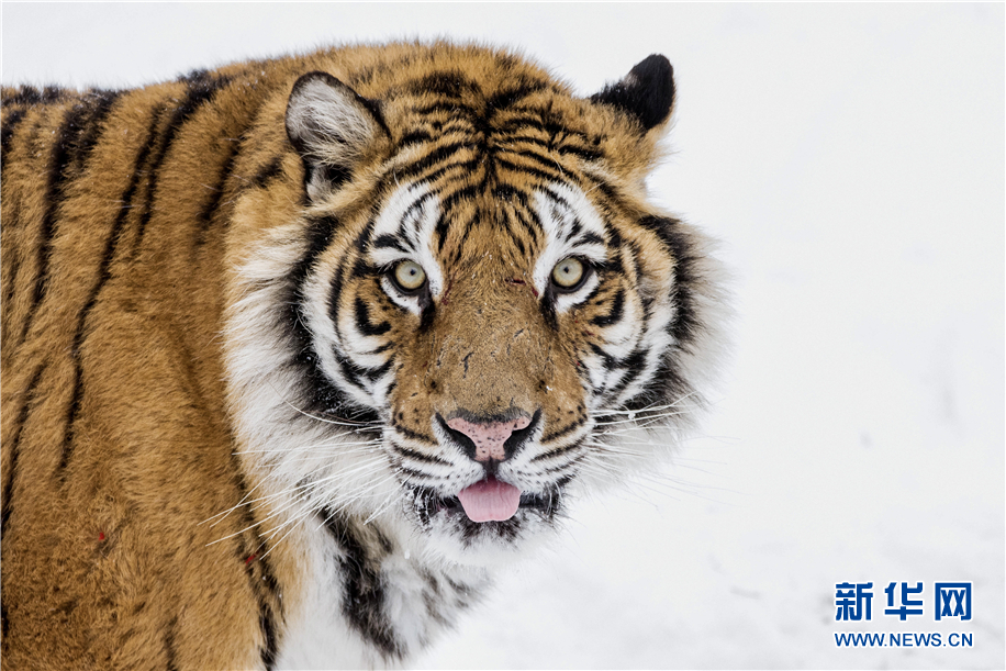 動物園裏下雪啦！