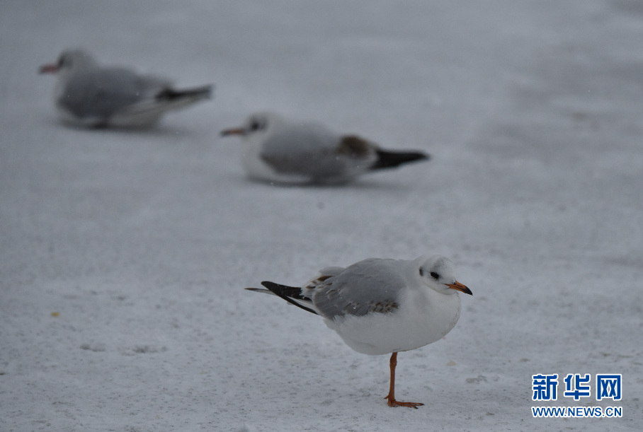 山東青島：瑞雪紛紛伴鷗飛