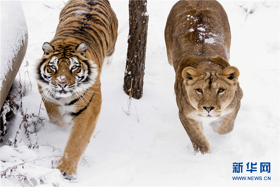 動物園裏下雪啦！