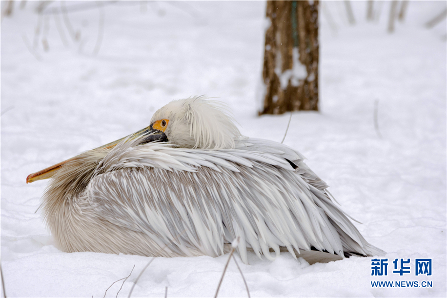 動物園裏下雪啦！