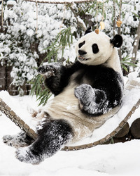 動物園裏下雪啦！