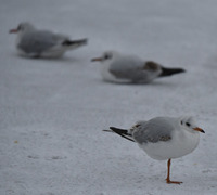 山東青島：瑞雪紛紛伴鷗飛