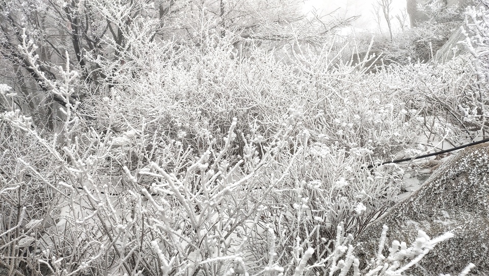 臘八送祝福，嶗山巨峰迎“羽毛雪”