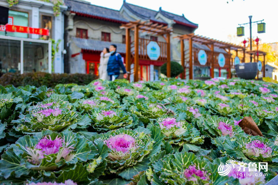 園林街景煥新 扮靚濟南冬日