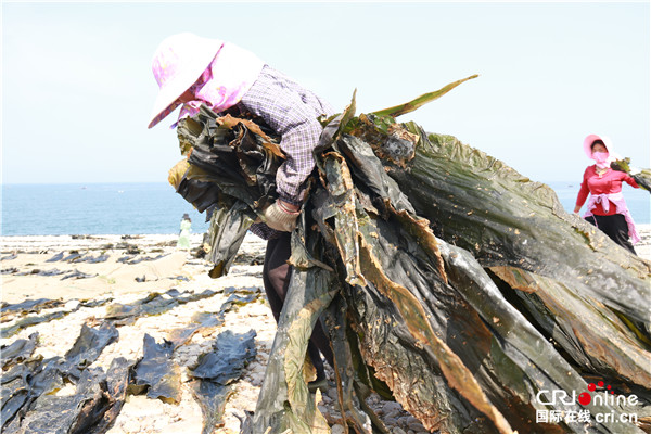 【我愛這片藍色的國土】大力發展海帶産業 渤海明珠大欽島的致富經