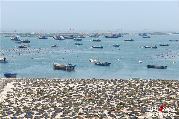 【我愛這片藍色的國土】大力發展海帶産業 渤海明珠大欽島的致富經