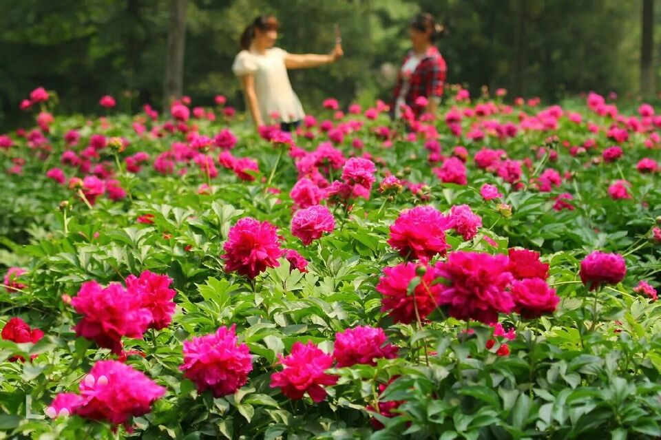 美景山東｜濟南植物園：奧妙無窮的植物王國