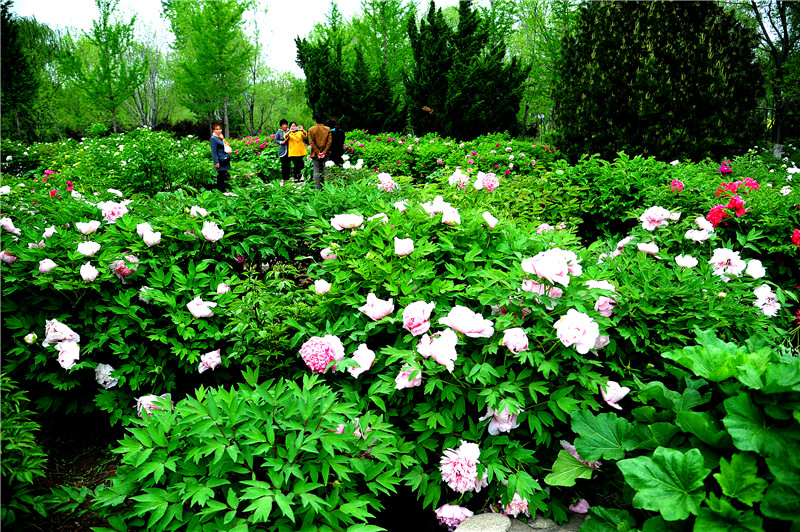 美景山東｜濟南植物園：奧妙無窮的植物王國