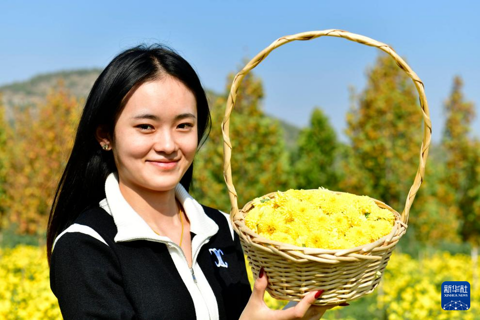 山東嘉祥：有機菊花助增收