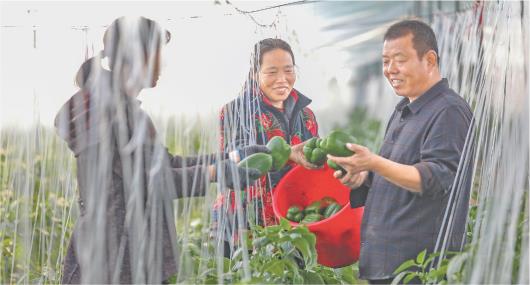 山東樂陵：鄉創人才賦能鄉村振興