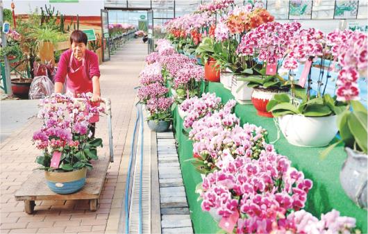 山東濱州：鮮花經濟越開越旺