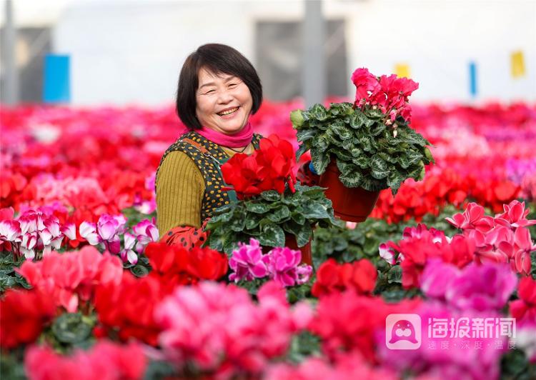 山東多地年味漸濃花正艷 市場産銷兩旺