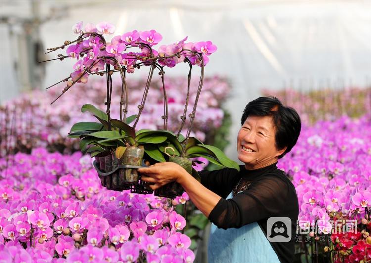 山東多地年味漸濃花正艷 市場産銷兩旺