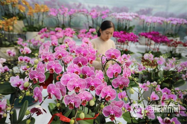 山東多地年味漸濃花正艷 市場産銷兩旺