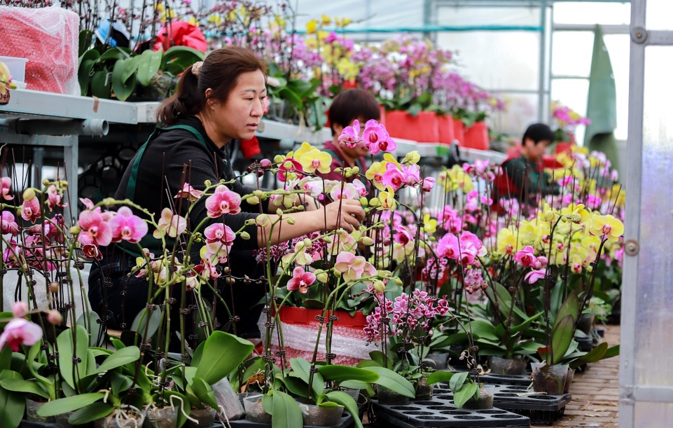 濱州博興蝴蝶蘭基地綻放“花樣經濟”