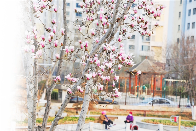 淄博：玉蘭花開 春意漸濃