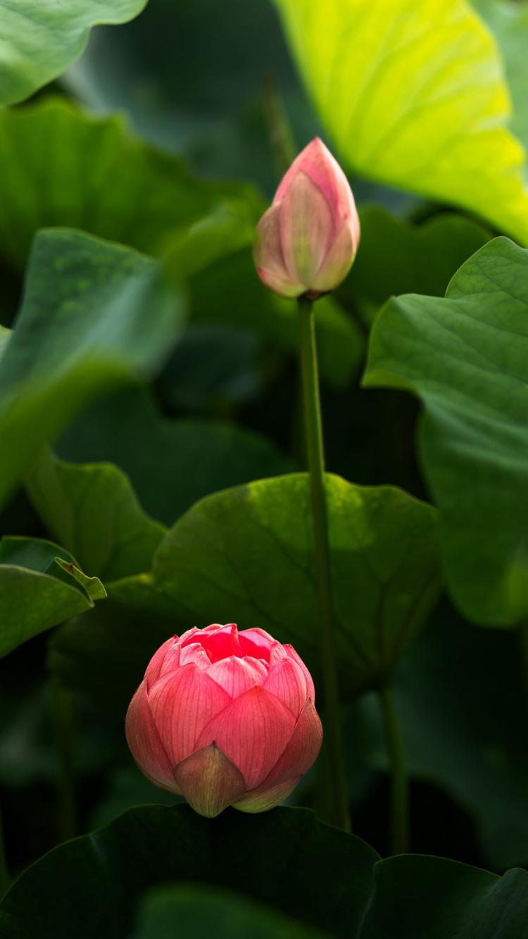 夏日頂流來了，日照賞荷地圖請收好