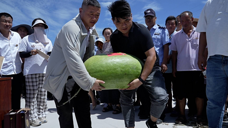 中國·東明第十九屆西瓜節瓜王擂臺賽在東明縣小井鎮舉行_fororder_西瓜