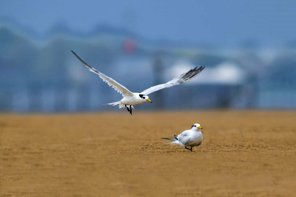 圖片默認標題_fororder_中華鳳頭燕鷗來到日照劉家灣趕海園嬉戲、覓食。秦立平 攝 