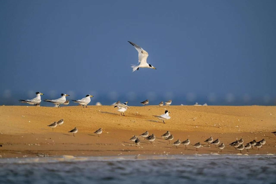 圖片默認標題_fororder_中華鳳頭燕鷗來到日照劉家灣趕海園嬉戲、覓食。秦立平 攝  