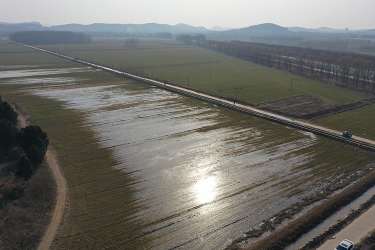 濟南平陰：小麥暢飲黃河水 灌出沃野好“豐”景_fororder_平陰宣傳部