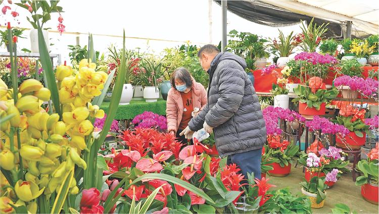 德州：年宵花銷售迎來旺季