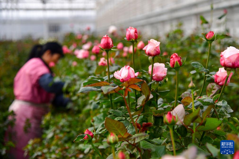 山東淄博：廢棄礦坑變身“玫瑰花園”