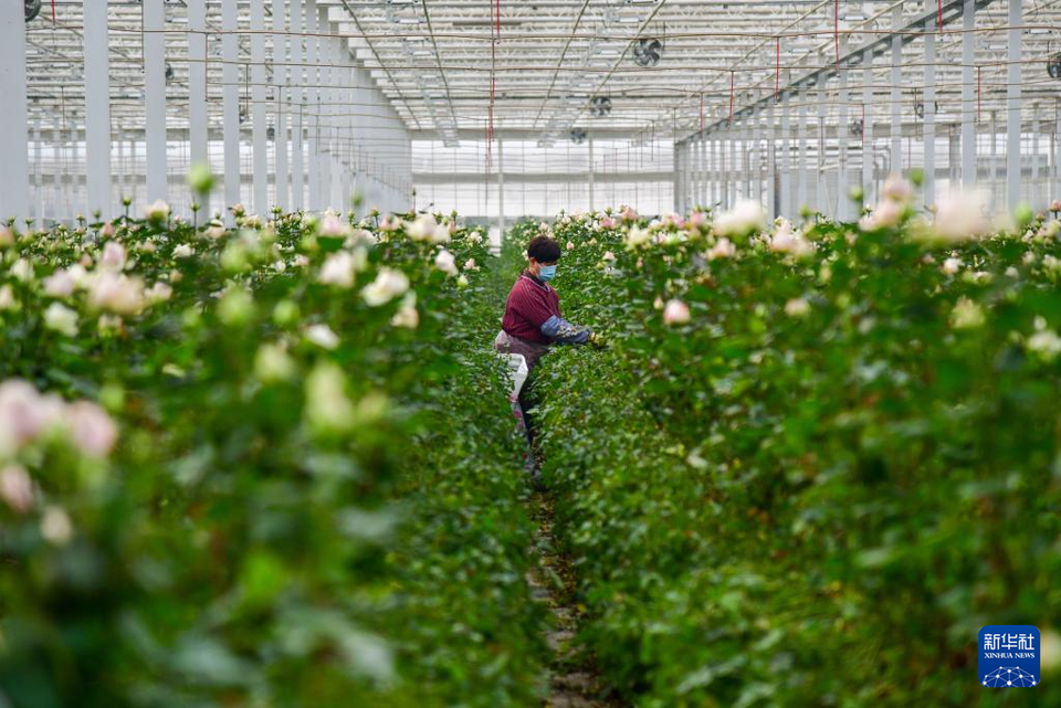 山東淄博：廢棄礦坑變身“玫瑰花園”