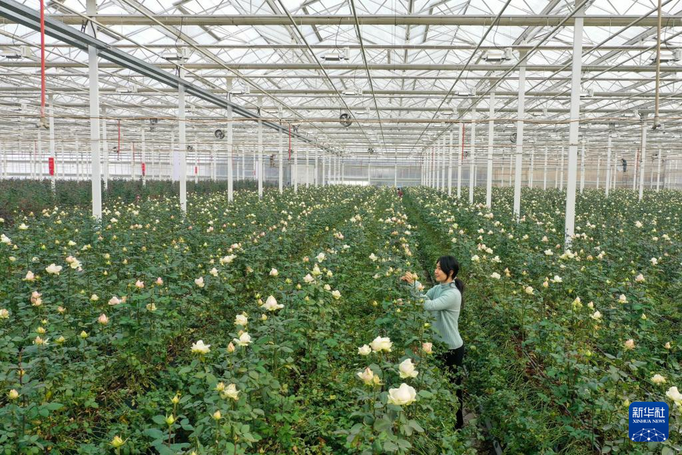 山東淄博：廢棄礦坑變身“玫瑰花園”