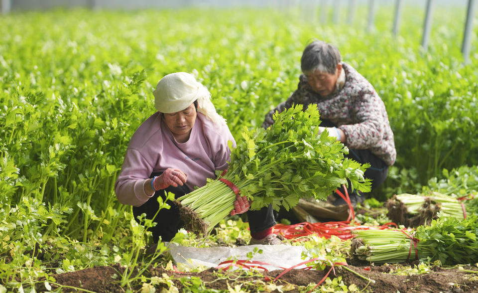 濱州鄒平：年貨市場足 快樂過大年