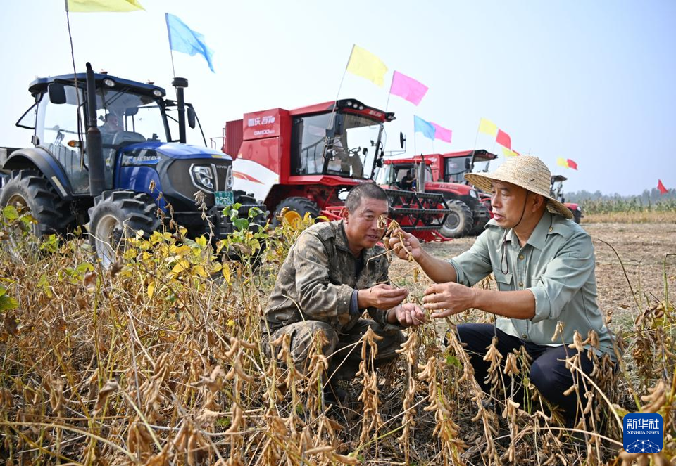 青島泊裏：共富新模式助農好收成