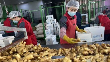 山東濰坊：安丘大姜飄香全球市場