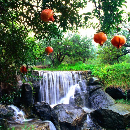 棗莊嶧城冠世榴園：小石榴托起致富夢