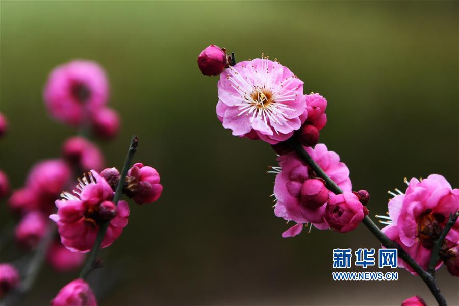 山東：早春梅香