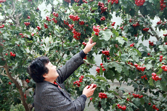 扶貧故事：村裏的山楂熟了