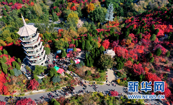 濟南紅葉谷四千畝紅葉層林盡染 如詩如畫