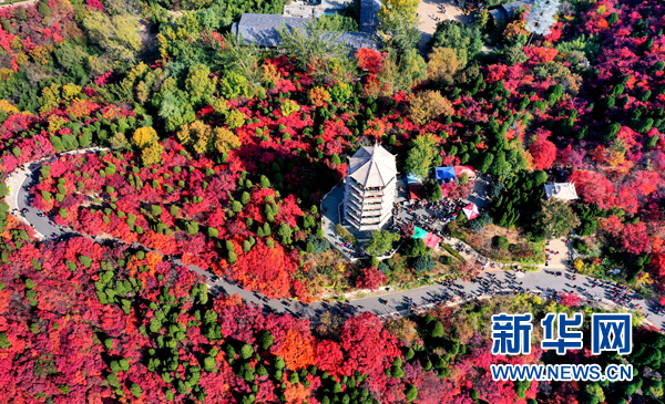 濟南紅葉谷四千畝紅葉層林盡染 如詩如畫