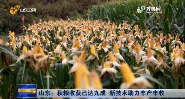 山東秋糧收穫已達九成 新技術助力豐産豐收