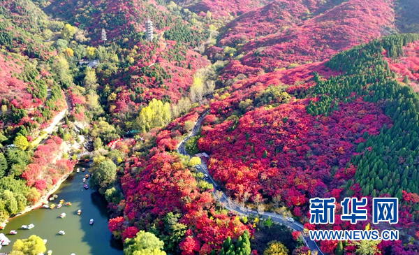 濟南紅葉谷四千畝紅葉層林盡染 如詩如畫