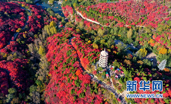 濟南紅葉谷四千畝紅葉層林盡染 如詩如畫