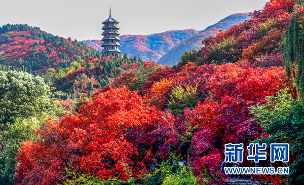 濟南紅葉谷四千畝紅葉層林盡染 如詩如畫