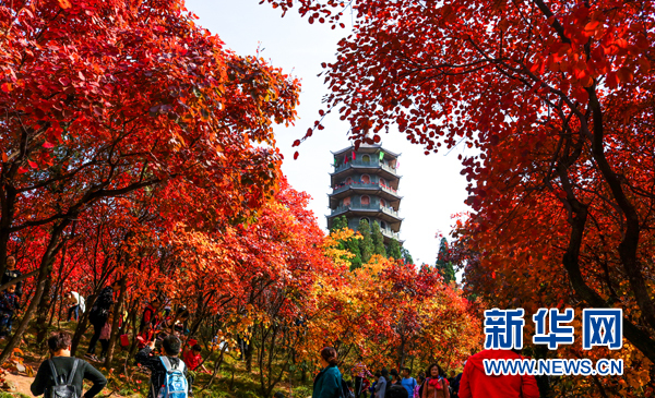 濟南紅葉谷四千畝紅葉層林盡染 如詩如畫